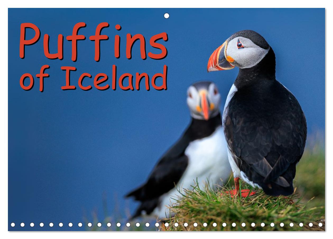 Read more about the article Puffins of Iceland - a new calendar