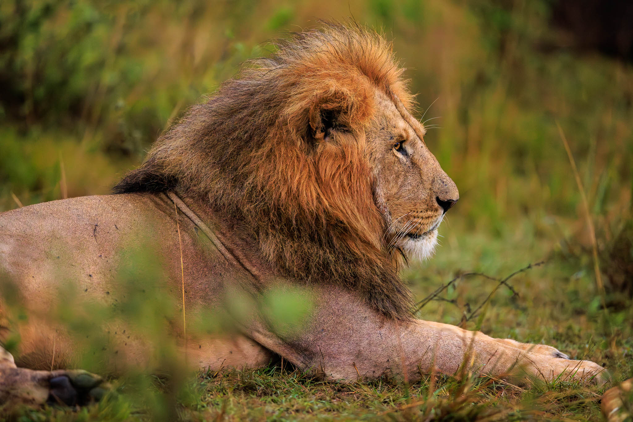 Adobe Lightroom Classic V15.2 KI