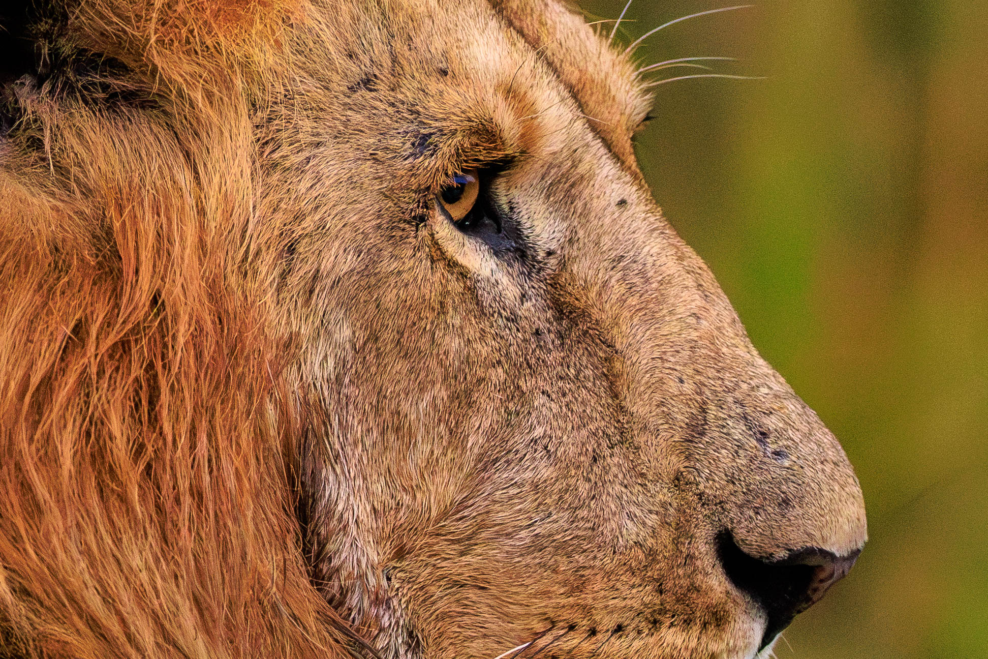 Adobe Lightroom Classic V15.2 KI