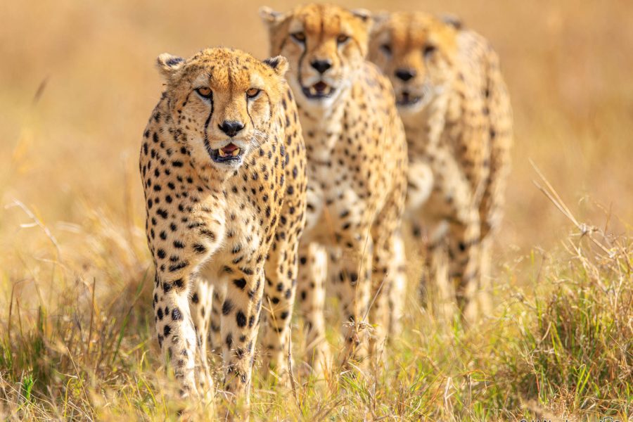 Gepardengruppe ,Kenia