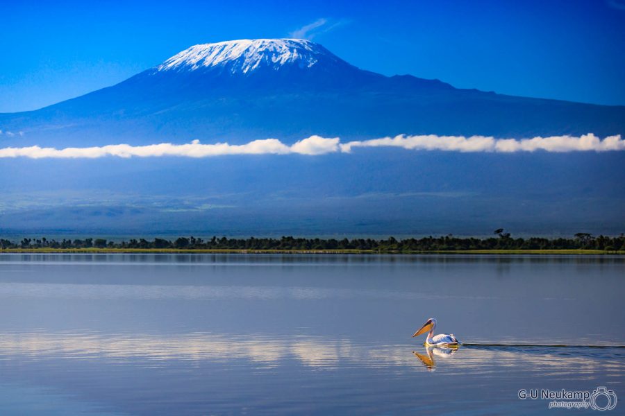 Pelikan vor dem Kilimanjaro ,Kenia