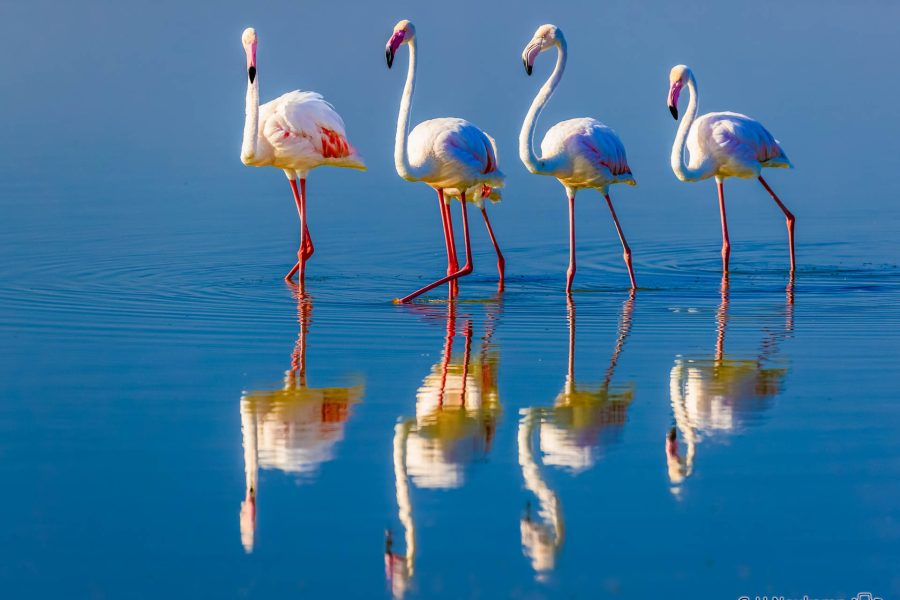 Flamingo-Quartett ,Kenia