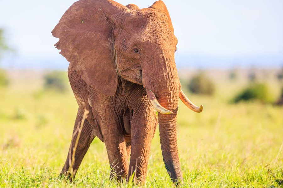 Roter Elefant ,Kenia