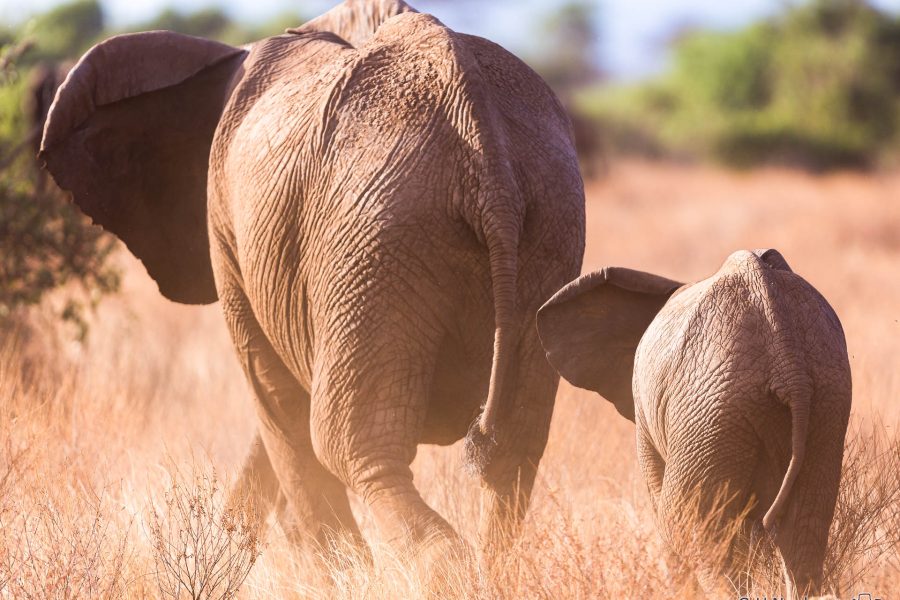 Elefanten Mutter & Kind ,Kenia