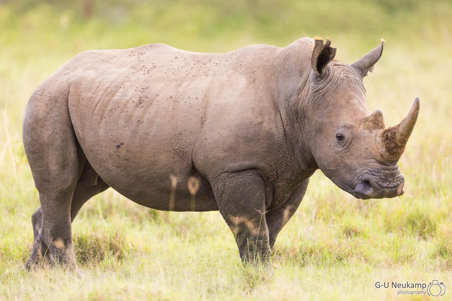 Breitmaul-Nashorn ,Kenia