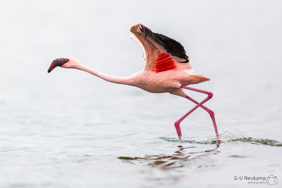 Startender Flamingo Kongoni,Kenia