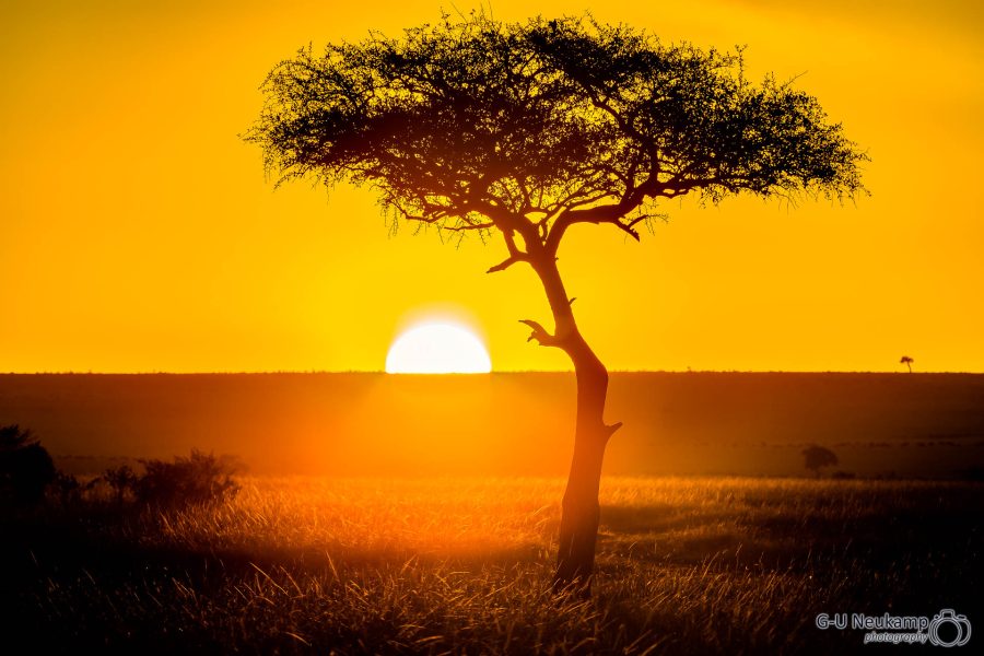 Sonnenaufgang in der Masai Mara ,Kenia