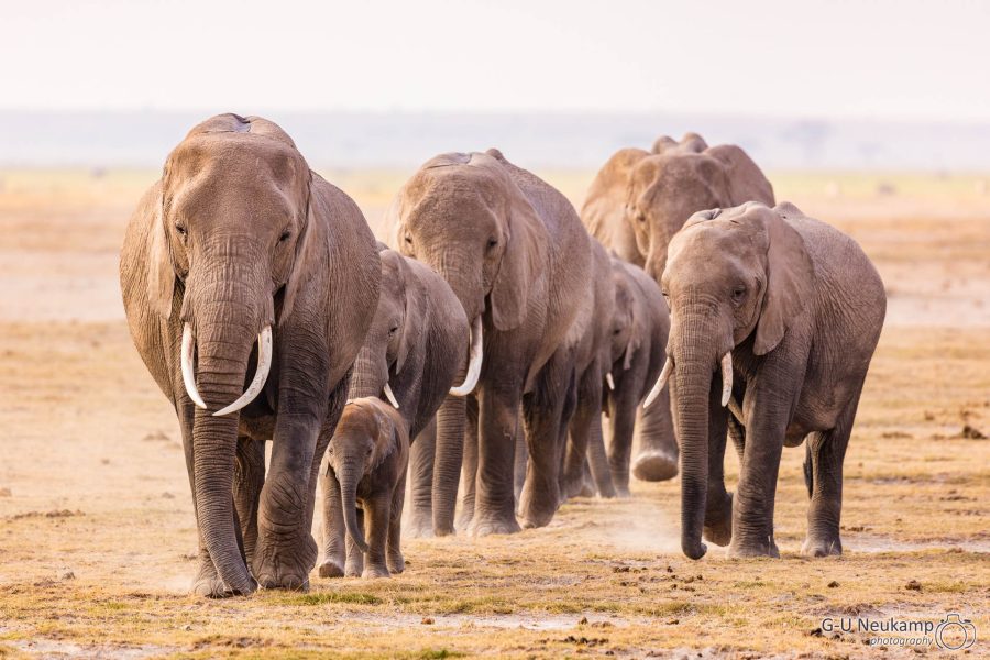 Elefantengruppe ,Kenia