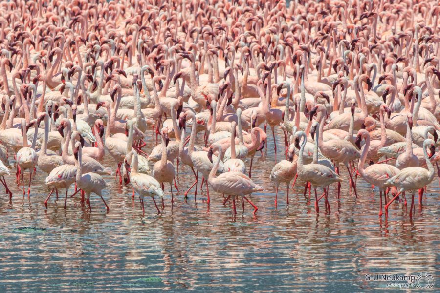 Flamingos 7 Bahati Settlement,Kenia
