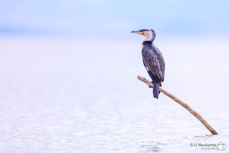Weißbrustkormoran 2 Watalii,Kenia