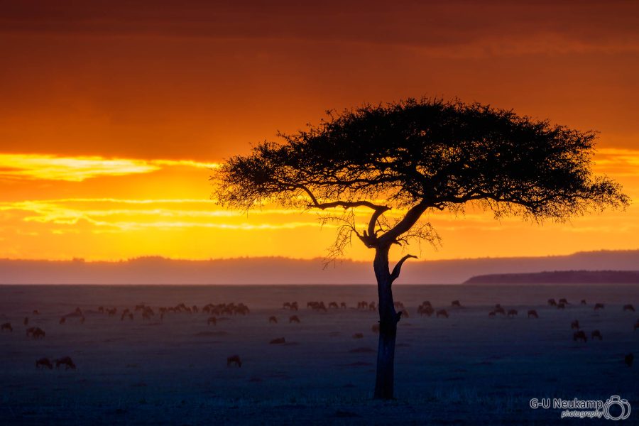 Sonnenuntergang in der Masai Mara ,Kenia
