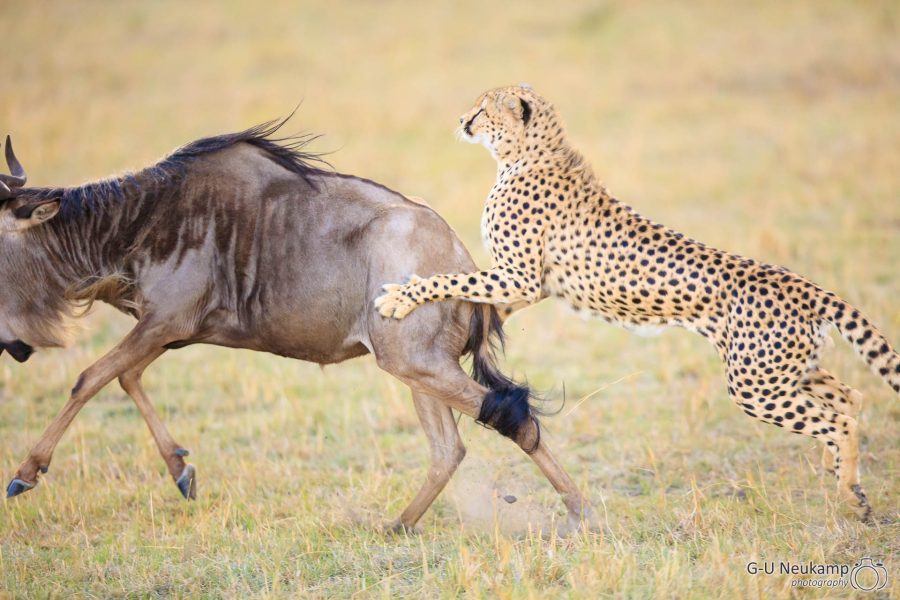 Junges Gnu erwischt Junges Gnu erwischt