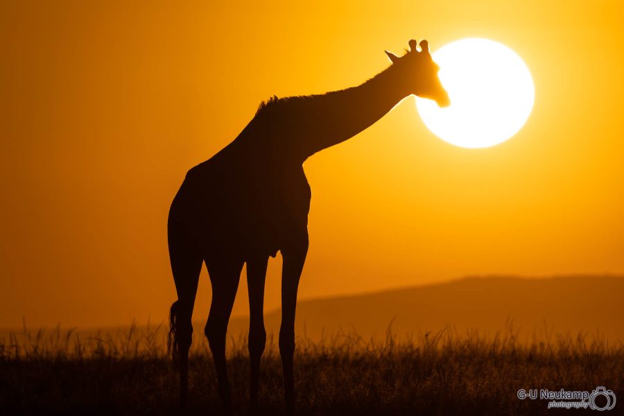 Sonnenaufgang mit Giraffe 6 ,Kenia