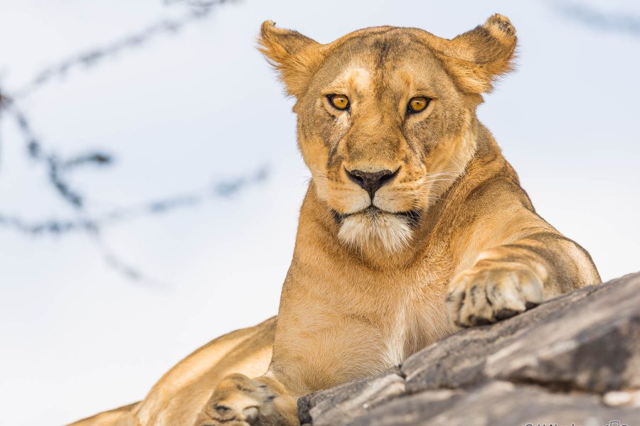 Lioness on “Kopje” rock Serengeti,Tansania